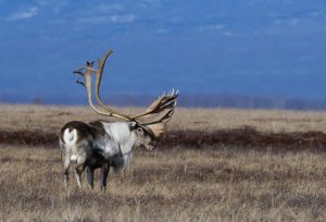 На Камчатке восстанавливается численность диких северных оленей