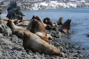 Рыбакам Камчатки мешает создаваемый для охраны сивучей заказник