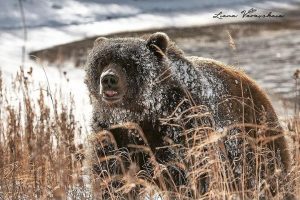 В районе Курильского озера на Камчатке нет медведей-шатунов