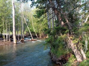 На Камчатке добиваются внесения каменного гольца в Красную книгу
