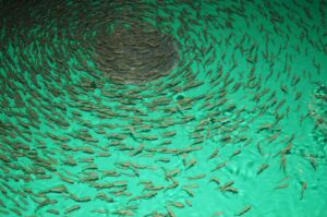 Будущие чавычи на камчатском рыбзаводе &laquo;выходят из сумрака&raquo;