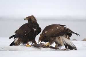 Орланы и беркуты пируют в пургу на Курильском озере