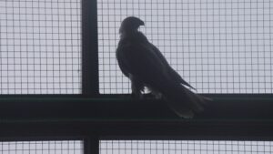 Птицы в соколином центре &laquo;Камчатка&raquo; готовятся к появлению потомства