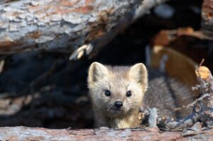 В Кроноцком заповеднике стартовали зимние маршрутные учёты
