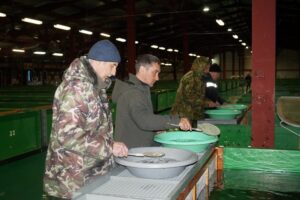 Рыбоводные заводы Камчатки приступили к выпуску мальков лососей