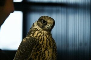 Кречеты в соколином центре &laquo;Камчатка&raquo; уже высиживают птенцов