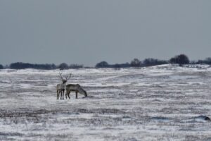 В Кроноцком заповеднике становится больше диких северных оленей