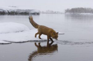 В Кроноцком заповеднике стало больше зайцев, росомах и рысей