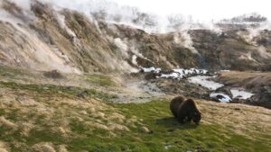 Сезон &laquo;медвежьих свадеб&raquo; начался на Камчатке