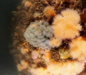 Экосистема Авачинской бухты на Камчатке восстанавливается