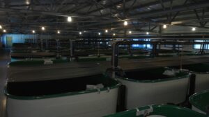 Около миллиона мальков чавычи выпустили в камчатскую реку Ключевка