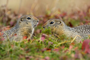 Три проблемы камчатских евражек: колбаса, дети и собаки