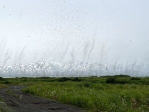 На востоке Камчатки стартовал сезон комариных &laquo;смерчей&raquo;