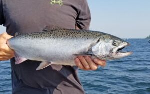 Камчатская чавыча выходит из депрессии