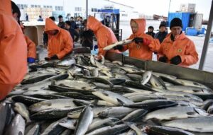 Камчатка отправила на экспорт более 46 тысяч тонн рыбопродукции