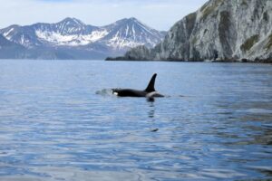 Биологи готовят создание природного заказника &laquo;Восточно-Камчатский&raquo;