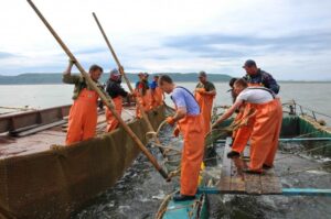 Прогнозы путины на западном побережье Камчатки не оправдываются