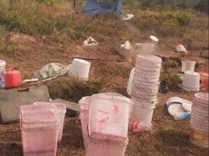 Жители Камчатки возмущены уничтожением ягодников мигрантами