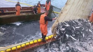 Красную путину-2022 можно считать неудачной?