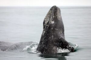 В бухте Ольга на Камчатке насчитали 90 серых китов