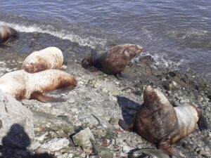 Лежбище сивучей в центре Петропавловска-Камчатского теперь безопасно