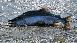 Золото без рыбки: лососевые на Камчатке под угрозой исчезновения