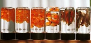 Малыши лососей подрастают на камчатских рыбоводных заводах