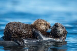 На юге Камчатки в разы снизилась численность краснокнижных каланов