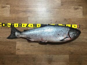 КамчатНИРО: чавыча реки Большой набирает вес