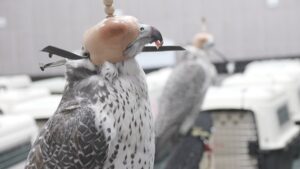 На Камчатке перекрыт канал контрабанды кречетов за границу