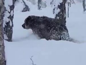 На Камчатке упитанный медведь бродит возле автодороги