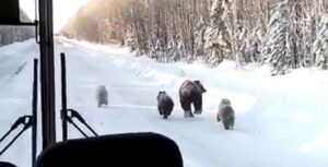 На Камчатке медвежья семья не хочет покидать автобусную остановку