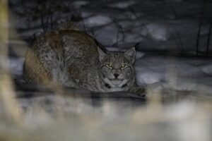 В Кроноцком заповеднике самец рыси позировал инспекторам