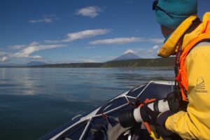 В акватории Кроноцкого заповедника серых китов становится больше