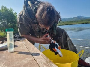 Новые формы гольцов обнаружены в бассейне Кроноцкого озера