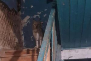 Любопытная рысь прогулялась по камчатскому поселку Палана