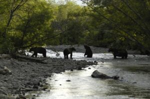 В тканях погибшего на юге Камчатки медведя найдена микоплазма