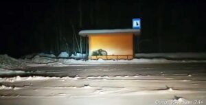 На Камчатке убили медведей, прятавшихся от пурги на остановке