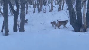 Сотрудников Кроноцкого заповедника посетила семья рысей