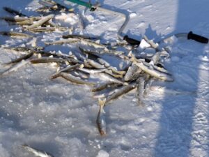 Учёные оценили состояние популяции корюшки на Камчатке