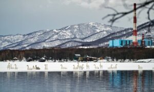 Лебеди прилетели зимовать в столицу Камчатки
