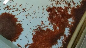 Будущие лососи на камчатских рыбоводных заводах &laquo;выходят из сумрака&raquo;