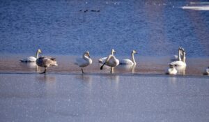 Угроз для краснокнижных видов птиц Камчатки не выявлено