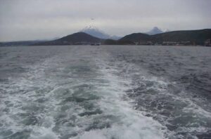 На Камчатке в Авачинскую губу заплыл морж