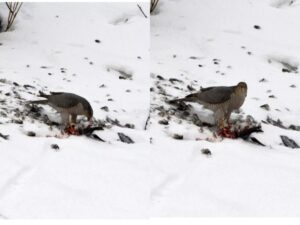 Ястребов в столице Камчатки приняли за краснокнижных кречетов