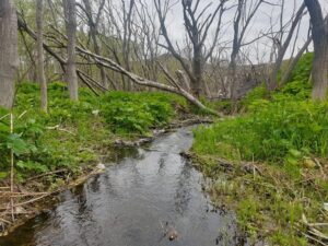 На Камчатке определены зоны затопления и подтопления