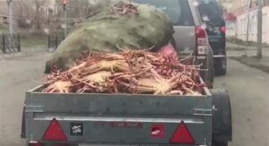 Крабы на пикапе: камчатский суд разбирается с охотниками на крабов