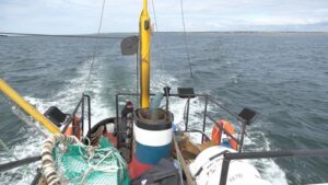 Минтаевую путину на Камчатке признали успешной