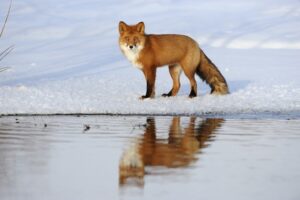 Лисы расплодились в Кроноцком заповеднике на Камчатке