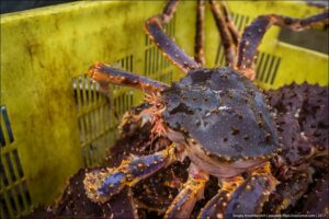 Параллельный экспорт: камчатский краб идёт в обход?